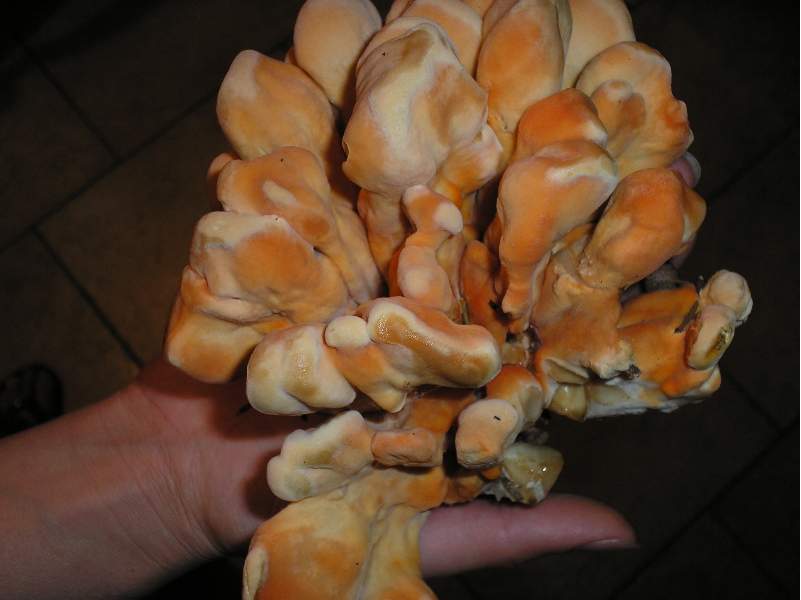 dalle mie parti lo chiamano NASCA (Laetiporus sulphureus)